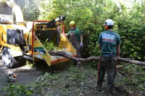 tree services Lindale